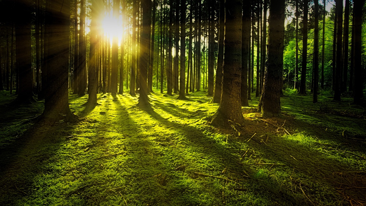 Les forêts jouent un rôle curcial dans la lutte contre le changement climatique
